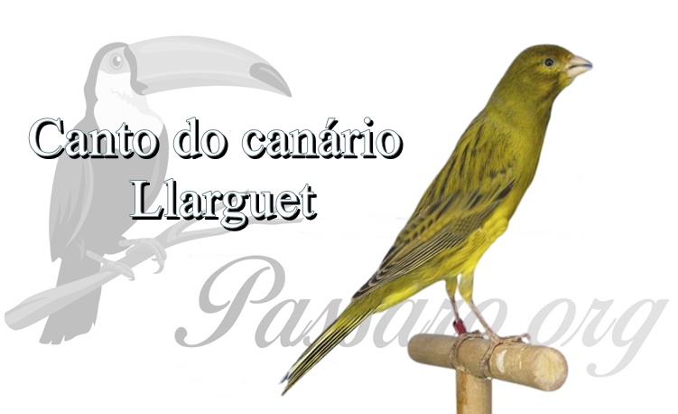 canto do canario llarguet