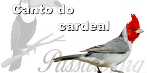 canto do cardeal