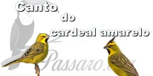 canto do cardeal amarelo