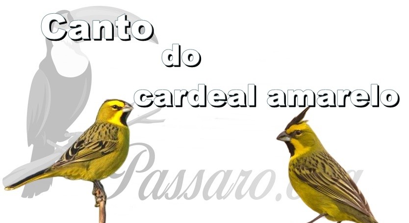 canto do cardeal amarelo