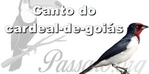 canto do cardeal-de-goias