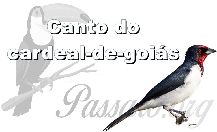 canto do cardeal-de-goias