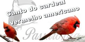 canto do cardeal vermelho americano