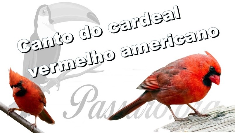 canto do cardeal vermelho americano