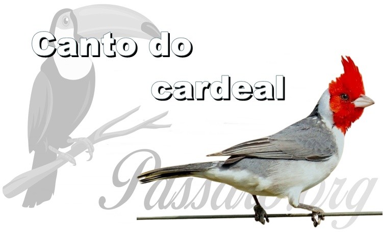 canto do cardeal