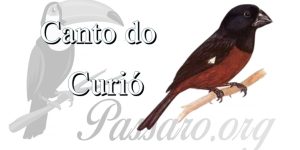 canto do curio