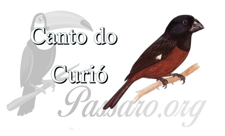 canto do curio