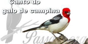 canto do galo de campina