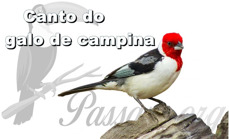 canto do galo de campina