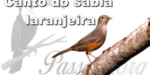 canto do sabia laranjeira