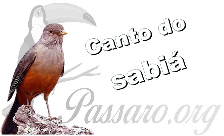 canto do sabia