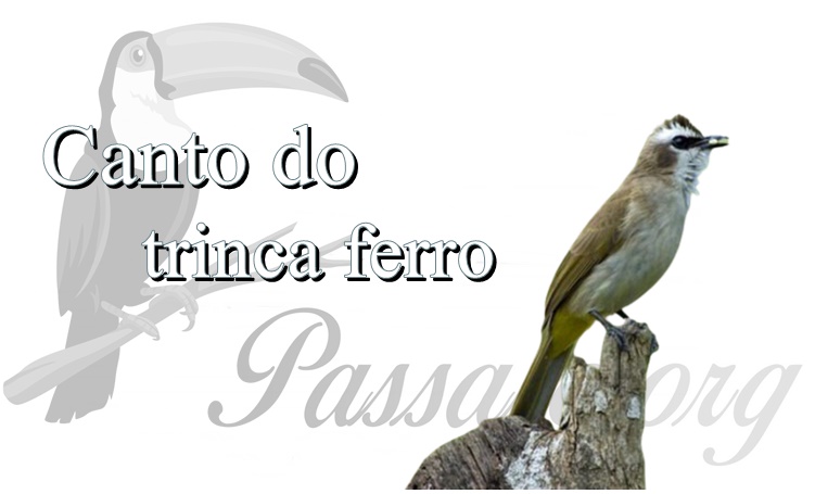 canto do trinca ferro