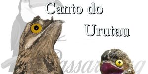 canto do urutau