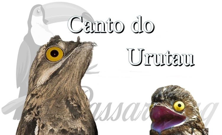 canto do urutau