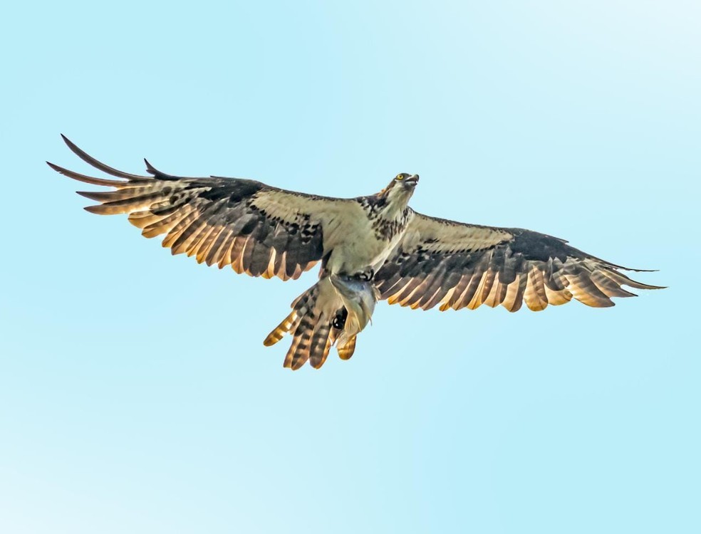 caracteristicas da aguia-pescadora
