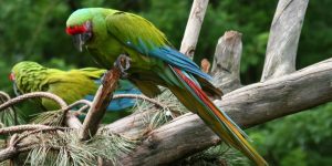 caracteristicas da arara militar