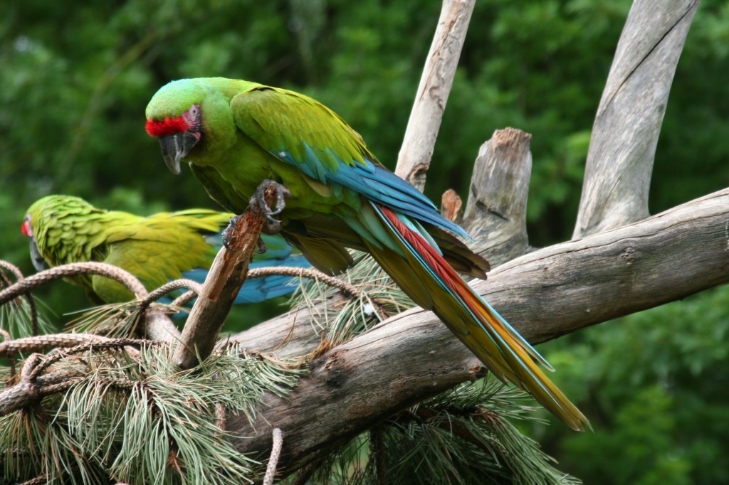 caracteristicas da arara militar