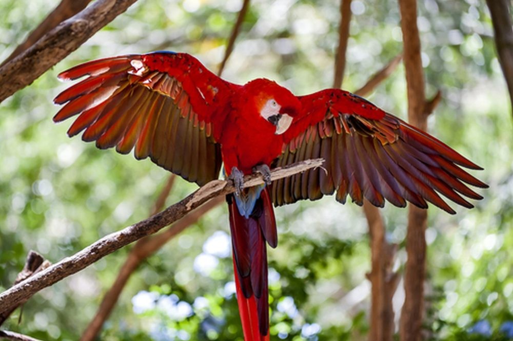 caracteristicas da arara vermelha