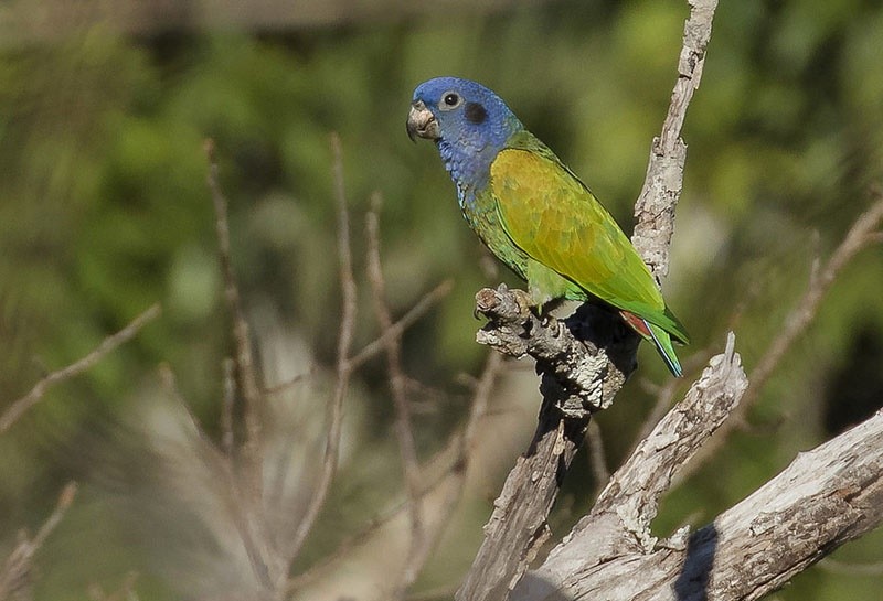 caracteristicas da maitaca