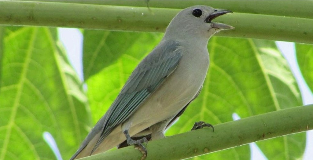 caracteristicas da pipira azul