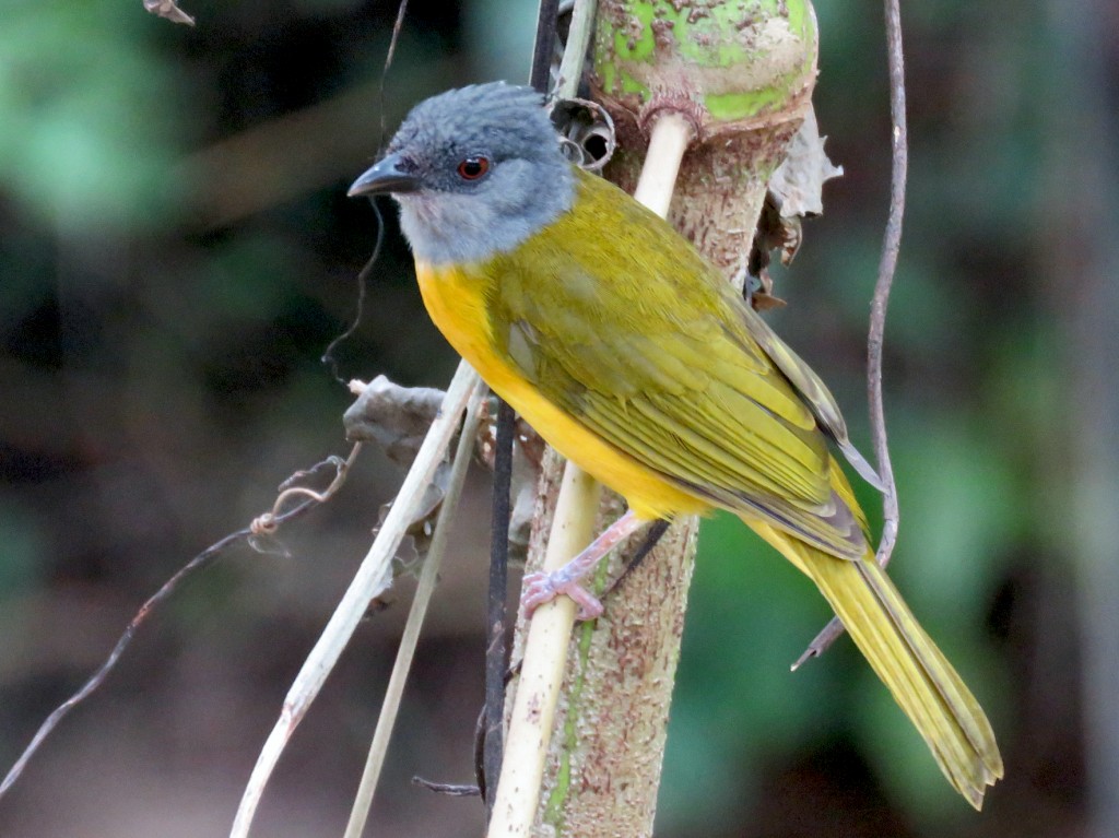 caracteristicas da pipira-da-taoca