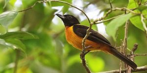 caracteristicas da pipira-parda