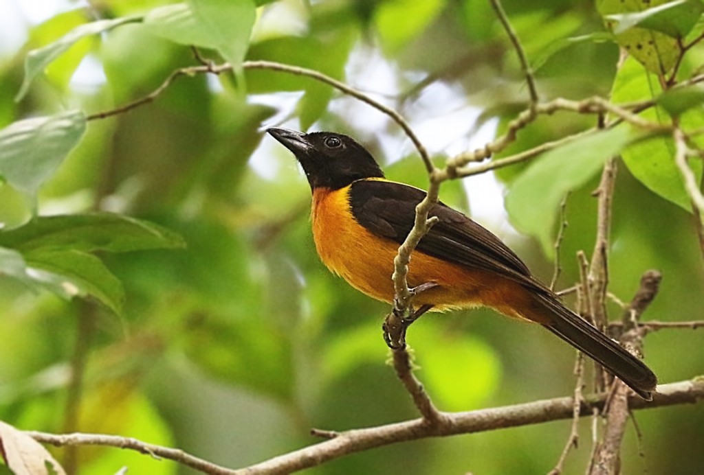 caracteristicas da pipira-parda