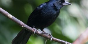 caracteristicas da pipira preta
