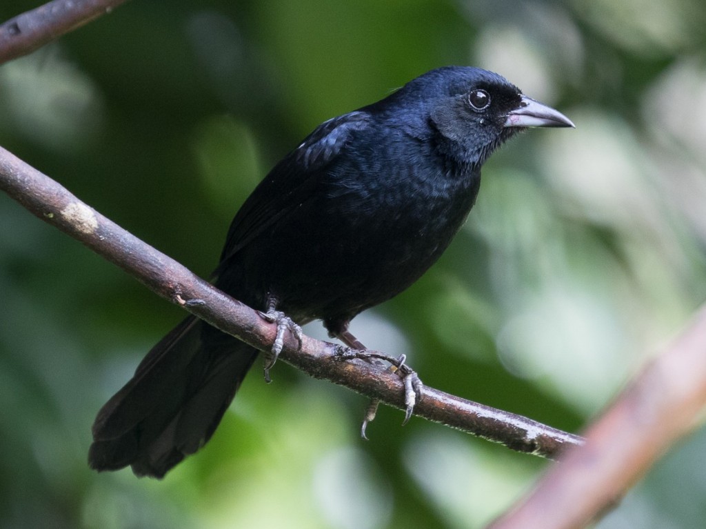 caracteristicas da pipira preta