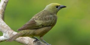 caracteristicas da pipira verde