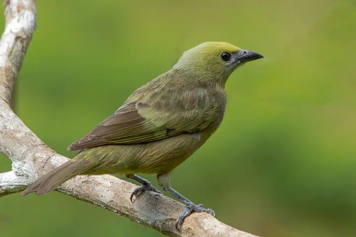 caracteristicas da pipira verde