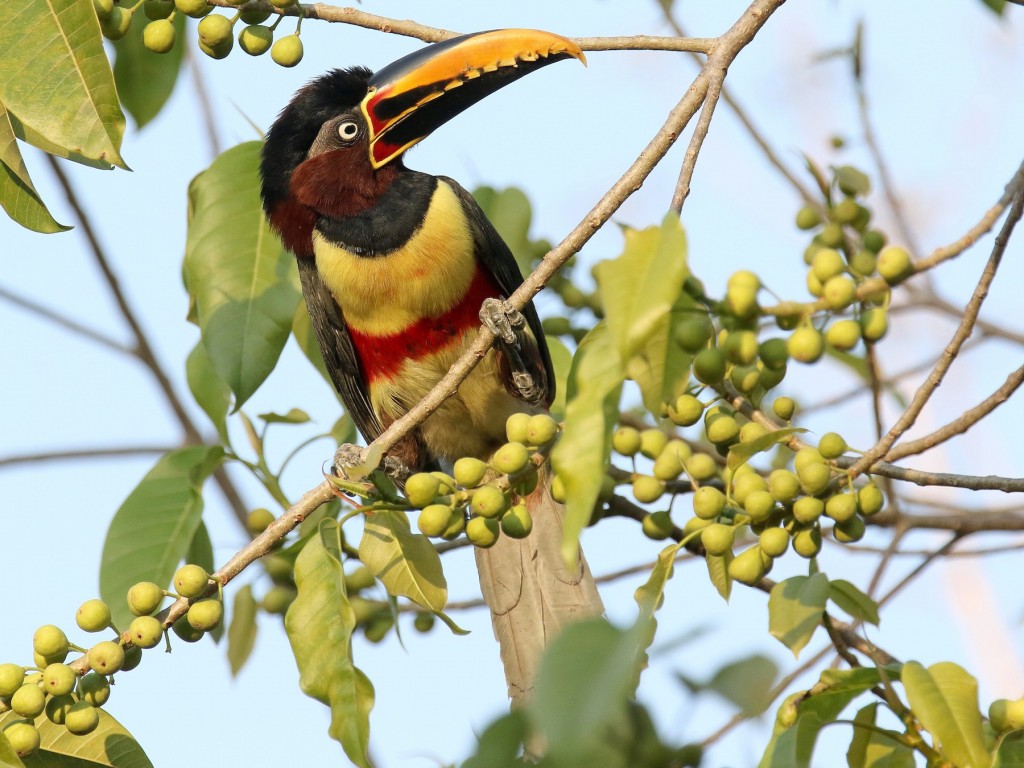 características do aracari-castanho