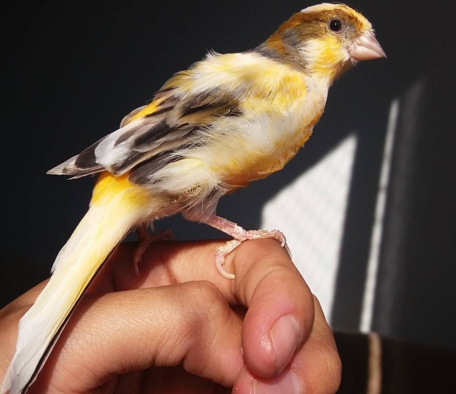 caracteristicas do canario americano