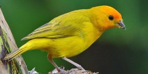 caracteristicas do canario belga amarelo