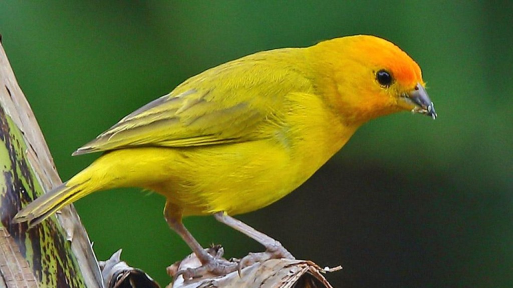 caracteristicas do canario belga amarelo