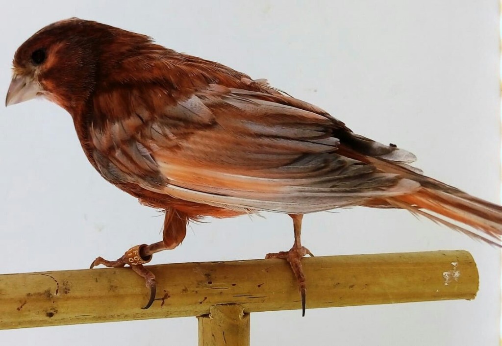 caracteristicas do canario belga cobre