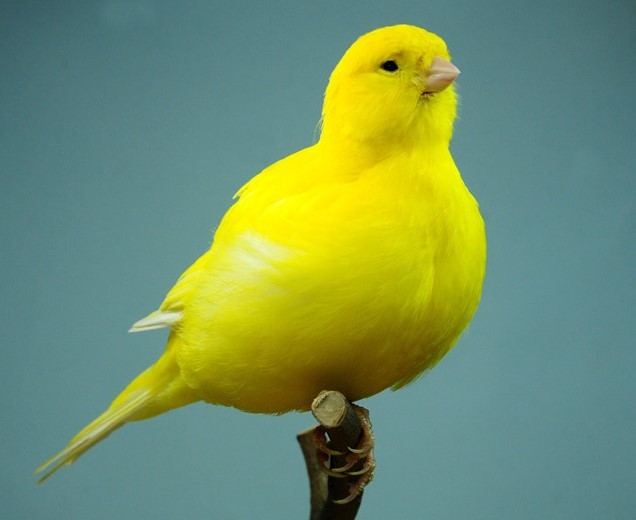 caracteristicas do canario border