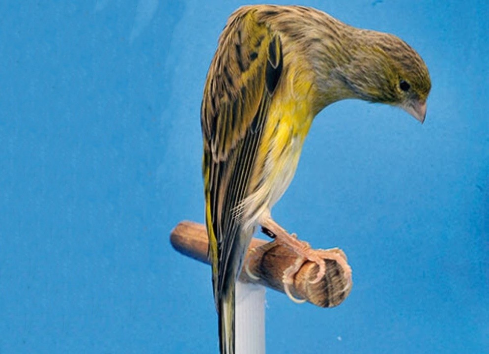 caracteristicas do canario bossu