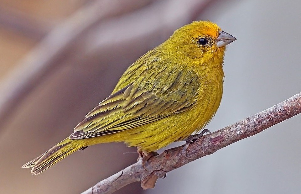 caracteristicas do canario da terra