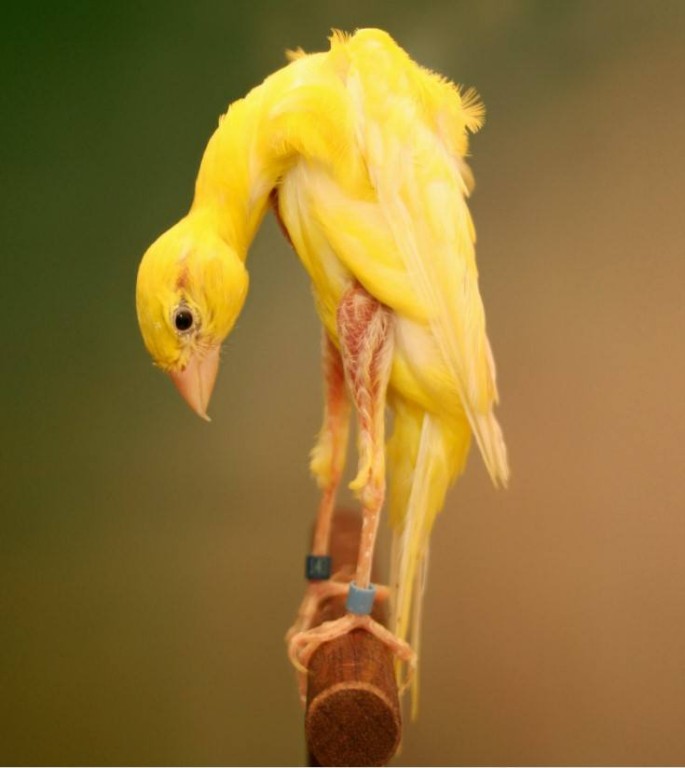 caracteristicas do canario giboso espanhol