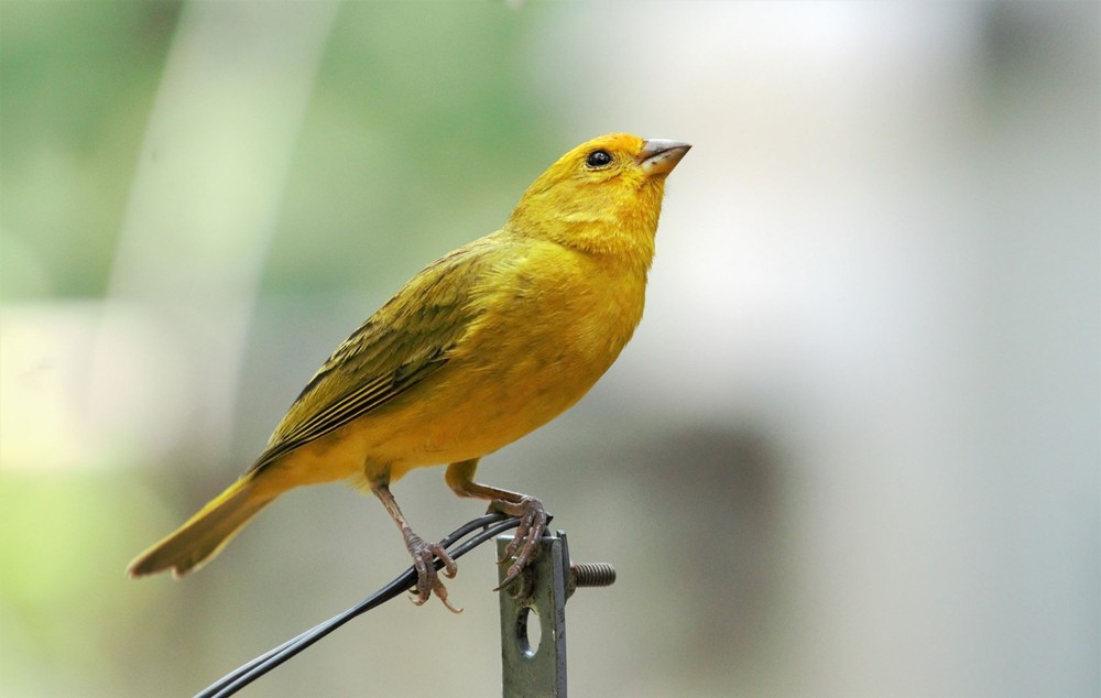 caracteristicas do canario-rasteiro