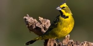 Características do cardeal amarelo