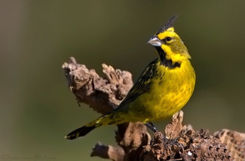 Características do cardeal amarelo