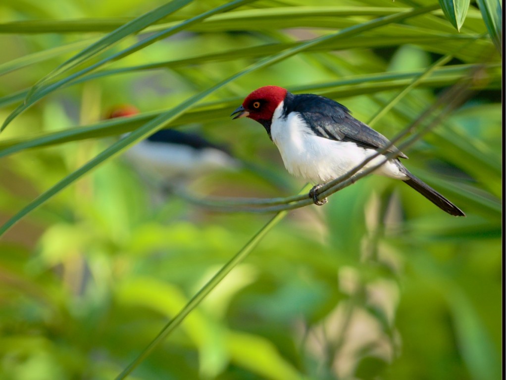 caracteristicas do cardeal-da-amazonia