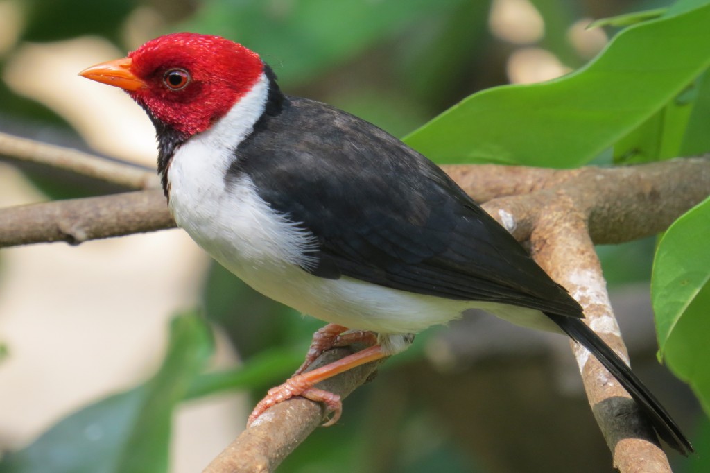 caracteristicas do cardeal-do-pantanal