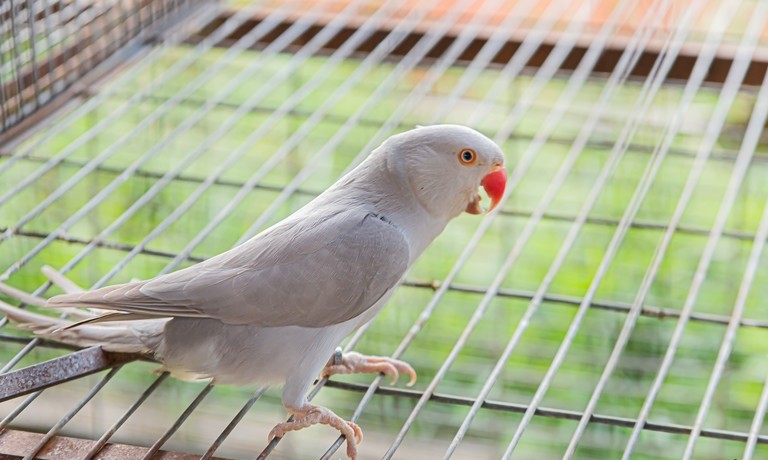 caracteristicas do ring neck cinza