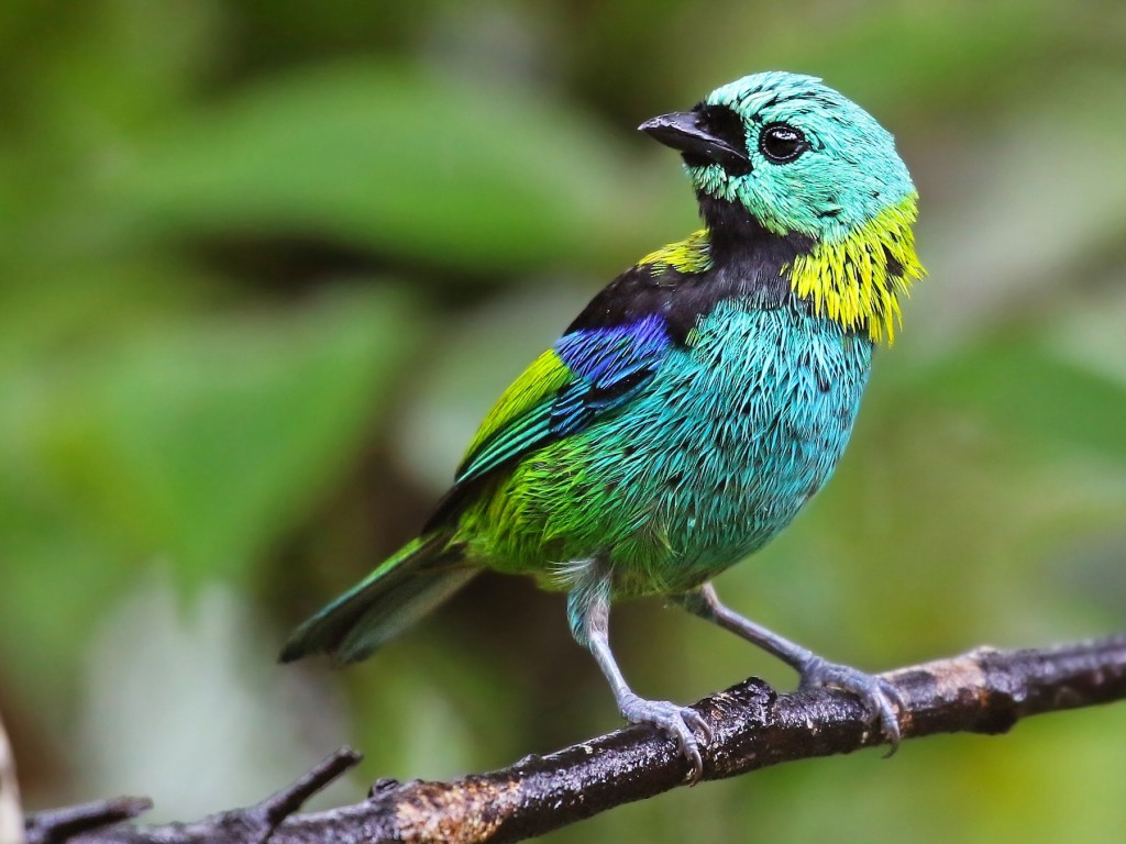 caracteristicas do saira sete cores