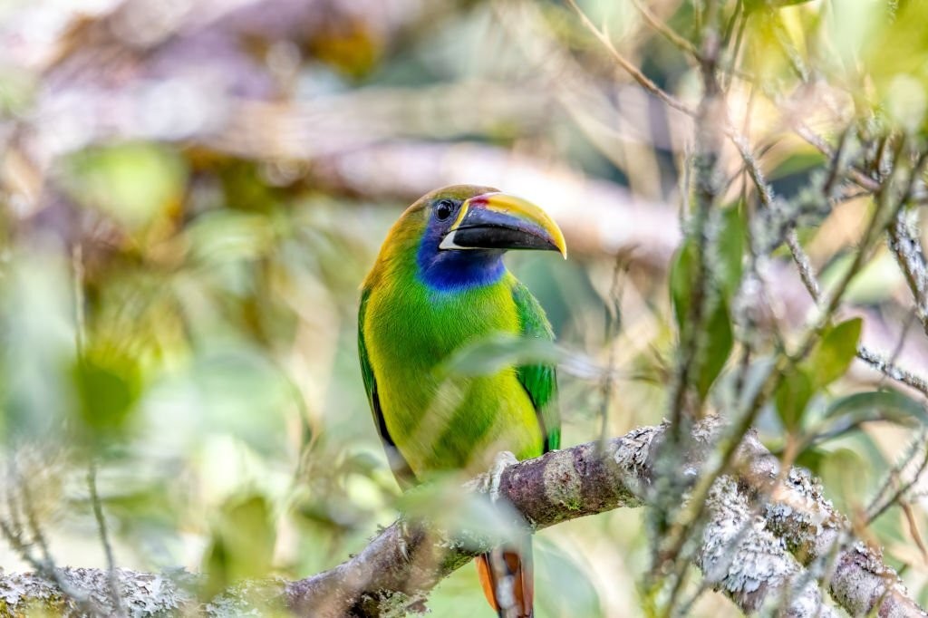 caracteristicas do tucaninho-de-nariz-amarelo