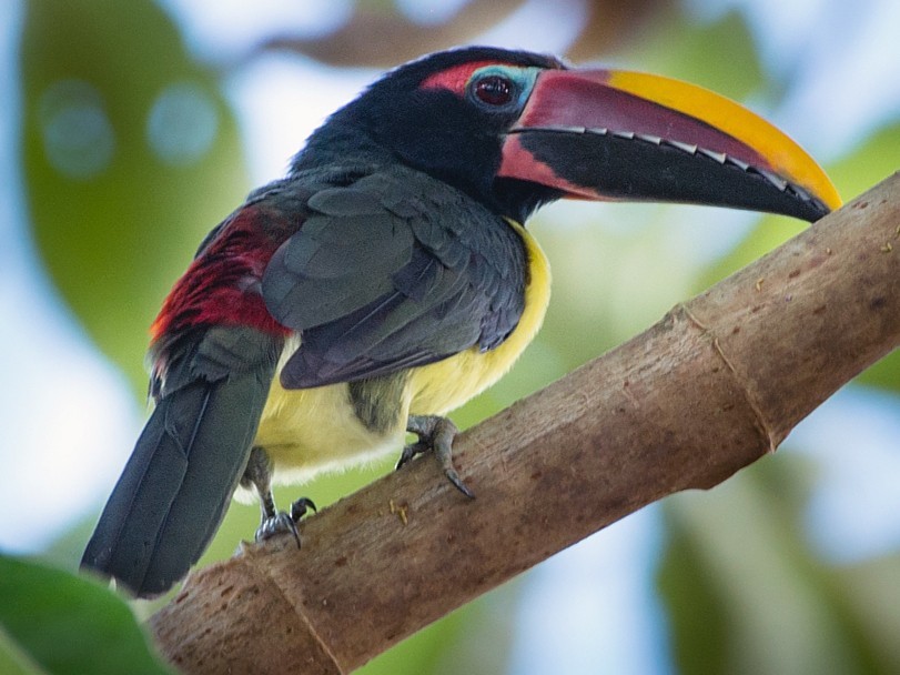 caracteristicas do tucano aracari-miudinho