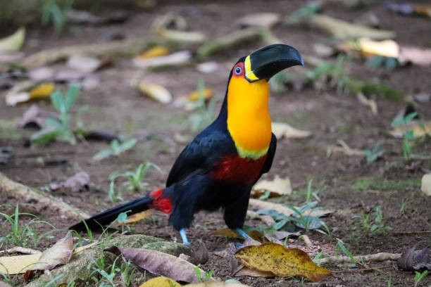 caracteristicas do tucano-de-bico-preto